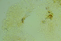 Basidiodendron deminutum