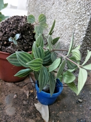 Peperomia tetragona