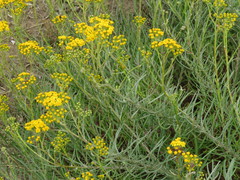 Senecio rosmarinifolius