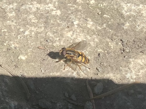 Unknown species found near Finnerty Gardens, Oak Bay, BC, CA