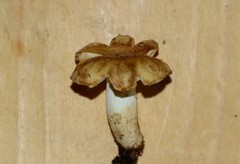 Russula granulata