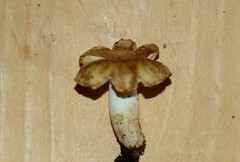 Russula granulata