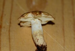 Russula granulata