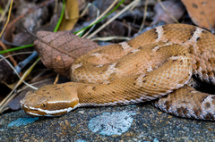 Crotalus willardi willardi