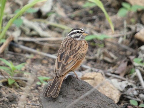 Gosling's Bunting