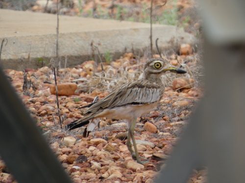 Senegal Thick-knee