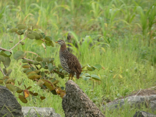 Double-spurred Spurfowl