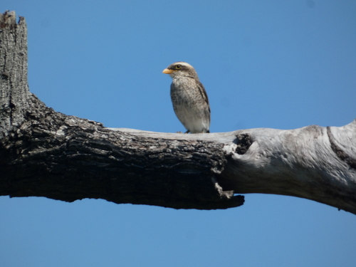 Yellow-billed Shrike
