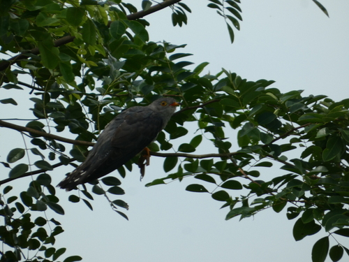 African Cuckoo