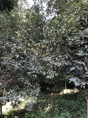 Cinnamomum camphora