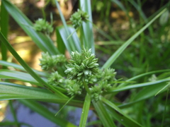 Cyperus pulcher