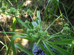 Cyperus pulcher
