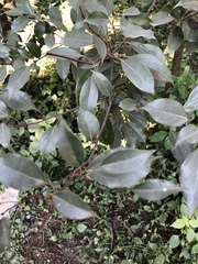 Cinnamomum camphora
