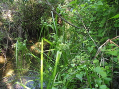 Cyperus pulcher