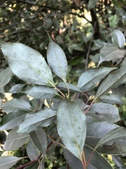 Cinnamomum camphora