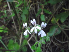 Pelargonium odoratissimum
