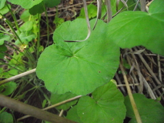 Pelargonium odoratissimum