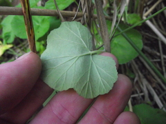 Pelargonium odoratissimum