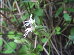 Pelargonium odoratissimum