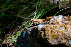 Crotalus willardi willardi