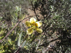 Roepera maritima