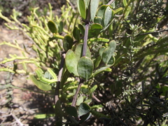 Roepera maritima