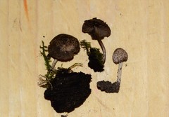 Cystoagaricus hirtosquamulosus