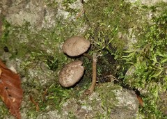 Cystoagaricus hirtosquamulosus