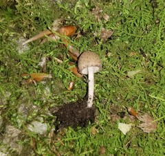 Cystoagaricus hirtosquamulosus