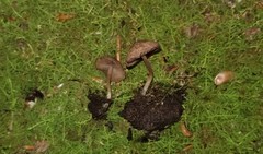 Cystoagaricus hirtosquamulosus