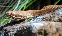 Crotalus willardi willardi