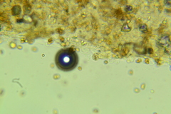 Cystoagaricus hirtosquamulosus
