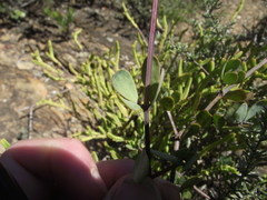 Roepera maritima