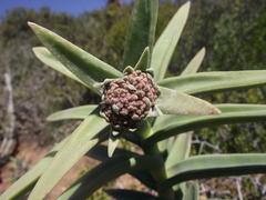 Crassula perfoliata coccinea