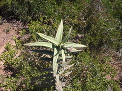 Crassula perfoliata coccinea