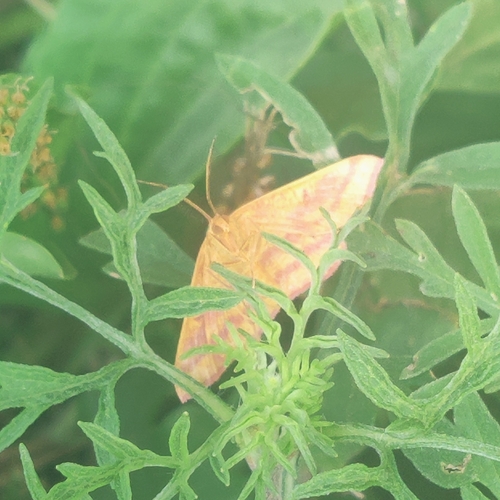 Chickweed Geometer Moth