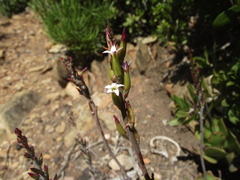 Adromischus sphenophyllus