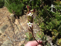 Adromischus sphenophyllus