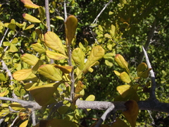 Searsia longispina