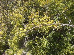 Searsia longispina
