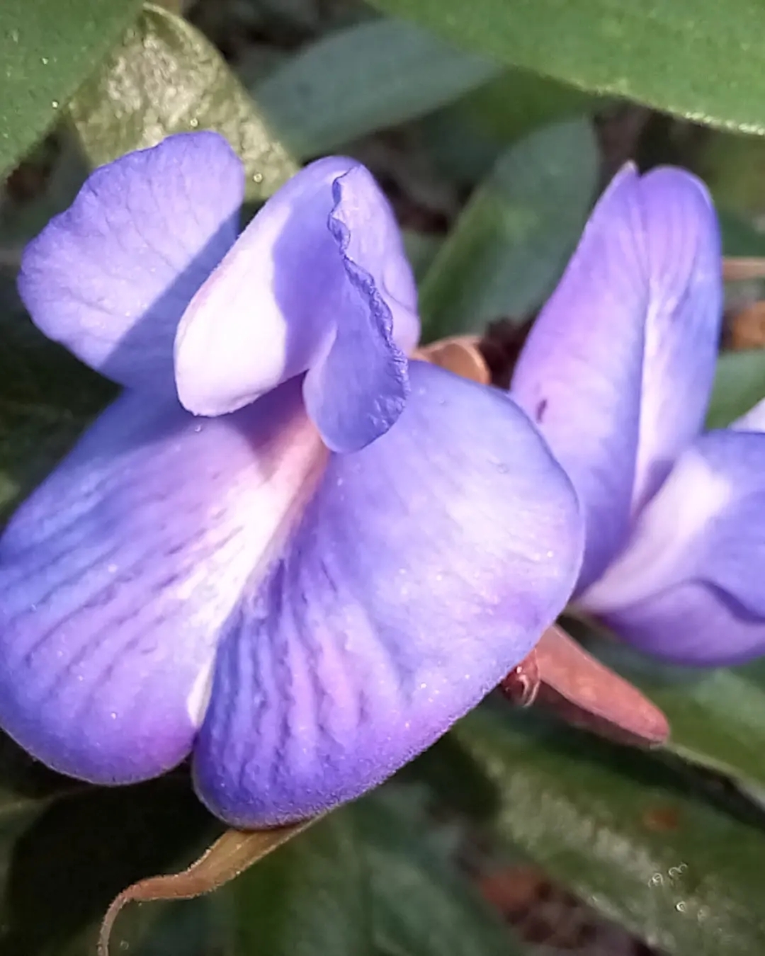 Periandra mediterranea