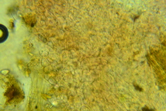 Ascocoryne albida
