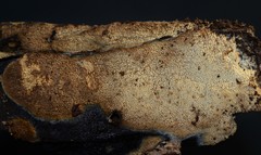 Phlebia nothofagi
