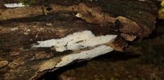 Phlebia nothofagi