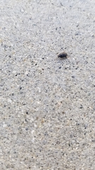 Gondwanocrypticus platensis