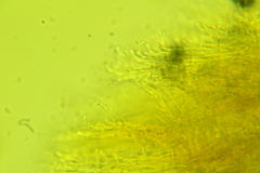 Phlebia nothofagi