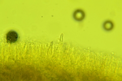 Phlebia nothofagi