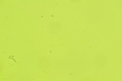 Phlebia nothofagi