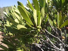 Euclea schimperi daphnoides