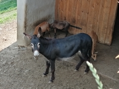 Equus asinus × caballus